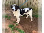 Collie-Pointer Mix DOG FOR ADOPTION RGADN-1362325 - Shaggy - Pointer / Collie /