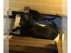 Labrador Retriever DOG FOR ADOPTION RGADN-1362327 - Senior Foster - Labrador