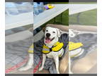 Border Terrier Mix DOG FOR ADOPTION RGADN-1362334 - Rain - Border Terrier /