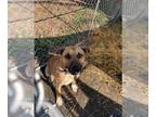 Bullmastiff-German Shepherd Dog Mix DOG FOR ADOPTION RGADN-1362338 - Travis -