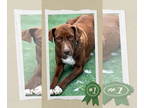 Retriever Mix DOG FOR ADOPTION RGADN-1362342 - Herby - Retriever / Mixed (short