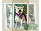 Huskies Mix DOG FOR ADOPTION RGADN-1362346 - Spirit - Urgent Losing Home - Husky