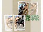 Bullmasador DOG FOR ADOPTION RGADN-1362349 - Sweetpea & Britt - Urgent 6 Mths in