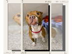 Boxer Mix DOG FOR ADOPTION RGADN-1362367 - Stewart - Boxer / Mixed (short coat)