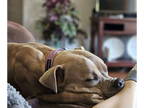 American Pit Bull Terrier Mix DOG FOR ADOPTION RGADN-1362368 - Henry - American
