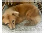Chiranian DOG FOR ADOPTION RGADN-1362372 - Heather in TX - Pomeranian /