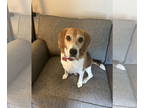 Beagle DOG FOR ADOPTION RGADN-1362373 - Wilson - Beagle Dog For Adoption