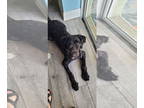 Poodle (Standard)-Wheaten Terrier Mix DOG FOR ADOPTION RGADN-1362376 - Eli -