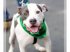 Staffordshire Bull Terrier DOG FOR ADOPTION RGADN-1362382 - Buster - Foster to