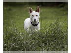 Australian Shepherd Mix DOG FOR ADOPTION RGADN-1362393 - LouLou - Australian
