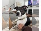 Boston Terrier Mix DOG FOR ADOPTION RGADN-1362396 - Moose: National Parks 2024