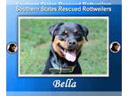 Rottweiler DOG FOR ADOPTION RGADN-1362397 - Bella - Rottweiler (short coat) Dog