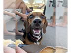 Bagle Hound DOG FOR ADOPTION RGADN-1362431 - Dixie - Beagle / Basset Hound /