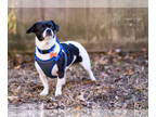 Toy Rat Doxie DOG FOR ADOPTION RGADN-1362446 - Lily - Rat Terrier / Dachshund /