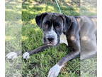 Boxer Mix DOG FOR ADOPTION RGADN-1362467 - Star - Boxer / Mixed (short coat) Dog