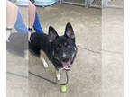 German Shepherd Dog-Huskies Mix DOG FOR ADOPTION RGADN-1362470 - Chase - Husky /