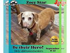 Dachshund DOG FOR ADOPTION RGADN-1362477 - Zoey Star - Dachshund (short coat)