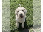 Poodle (Miniature) Mix DOG FOR ADOPTION RGADN-1362510 - Scooby - Terrier /