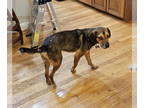 Beagle Mix DOG FOR ADOPTION RGADN-1362529 - Scrump - Beagle / Mixed Dog For