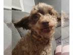 Poodle (Toy) DOG FOR ADOPTION RGADN-1362546 - Clover - Poodle (Toy) Dog For