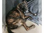Mountain Cur Mix DOG FOR ADOPTION RGADN-1362572 - Granger - Training Camp