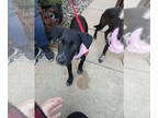 Plott Hound Mix DOG FOR ADOPTION RGADN-1362582 - Maverick - Plott Hound / Mixed