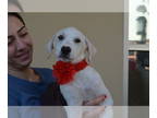 Great Pyrenees Mix DOG FOR ADOPTION RGADN-1362583 - Maui (In Foster) - Great