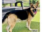 Beagle Mix DOG FOR ADOPTION RGADN-1362585 - Milo - Shepherd / Beagle / Mixed