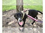 Borador DOG FOR ADOPTION RGADN-1362590 - Daphnie - Training Camp Grad - Labrador