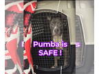 American Pit Bull Terrier DOG FOR ADOPTION RGADN-1362595 - Pumba - American Pit