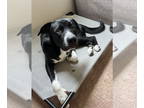 Labrenees DOG FOR ADOPTION RGADN-1362630 - Goose - Great Pyrenees / Labrador