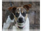 Beagle Mix DOG FOR ADOPTION RGADN-1362654 - Millie - MEET ME @ PETCO 11/16/24!