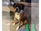 Boxer DOG FOR ADOPTION RGADN-1362666 - CONNIE - Boxer Dog For Adoption