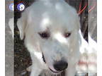 Great Pyrenees DOG FOR ADOPTION RGADN-1362687 - Yeti - Great Pyrenees (long