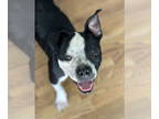 Boxer Mix DOG FOR ADOPTION RGADN-1362689 - Hector - Boxer / Mixed (short coat)