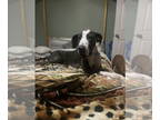 Great Dane Mix DOG FOR ADOPTION RGADN-1362690 - Trixie - Great Dane / Mixed