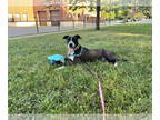 American Staffordshire Terrier Mix DOG FOR ADOPTION RGADN-1362714 - Sugar -