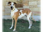 Great Dane DOG FOR ADOPTION RGADN-1362726 - Billie Holiday - Great Dane (short