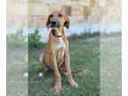 Great Dane Mix DOG FOR ADOPTION RGADN-1362731 - Polo - Great Dane / Mixed (short