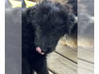 Cadoodle DOG FOR ADOPTION RGADN-1362738 - Curly - Poodle (Standard) / Collie /