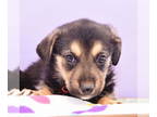 Australian Shepherd-Coonhound Mix DOG FOR ADOPTION RGADN-1362778 - Astrology