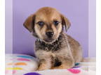 Australian Shepherd Mix DOG FOR ADOPTION RGADN-1362781 - Astrology Litter - Leo