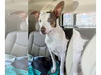 Rat Terrier-Whippet Mix DOG FOR ADOPTION RGADN-1362790 - Auggie - Rat Terrier /