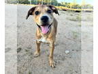 American Pit Bull Terrier-Black Mouth Cur Mix DOG FOR ADOPTION RGADN-1362793 -