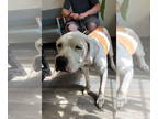 American Pit Bull Terrier DOG FOR ADOPTION RGADN-1362797 - Miss Jenny - American