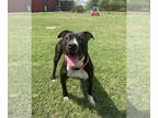American Pit Bull Terrier Mix DOG FOR ADOPTION RGADN-1362804 - Willow - Pit Bull