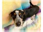 Australian Cattle Dog Mix DOG FOR ADOPTION RGADN-1362835 - BUCKY - Queensland