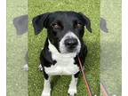 Labrador Retriever Mix DOG FOR ADOPTION RGADN-1362839 - GABBIE - Labrador
