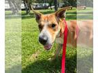 Chinese Shar-Pei DOG FOR ADOPTION RGADN-1362843 - Santana - Shar Pei / Labrador