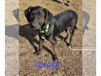 Plott Hound Mix DOG FOR ADOPTION RGADN-1362845 - Saeger - Plott Hound / Mixed